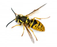 /album/bug-bust/yellow-jacket-jpg/